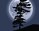pine